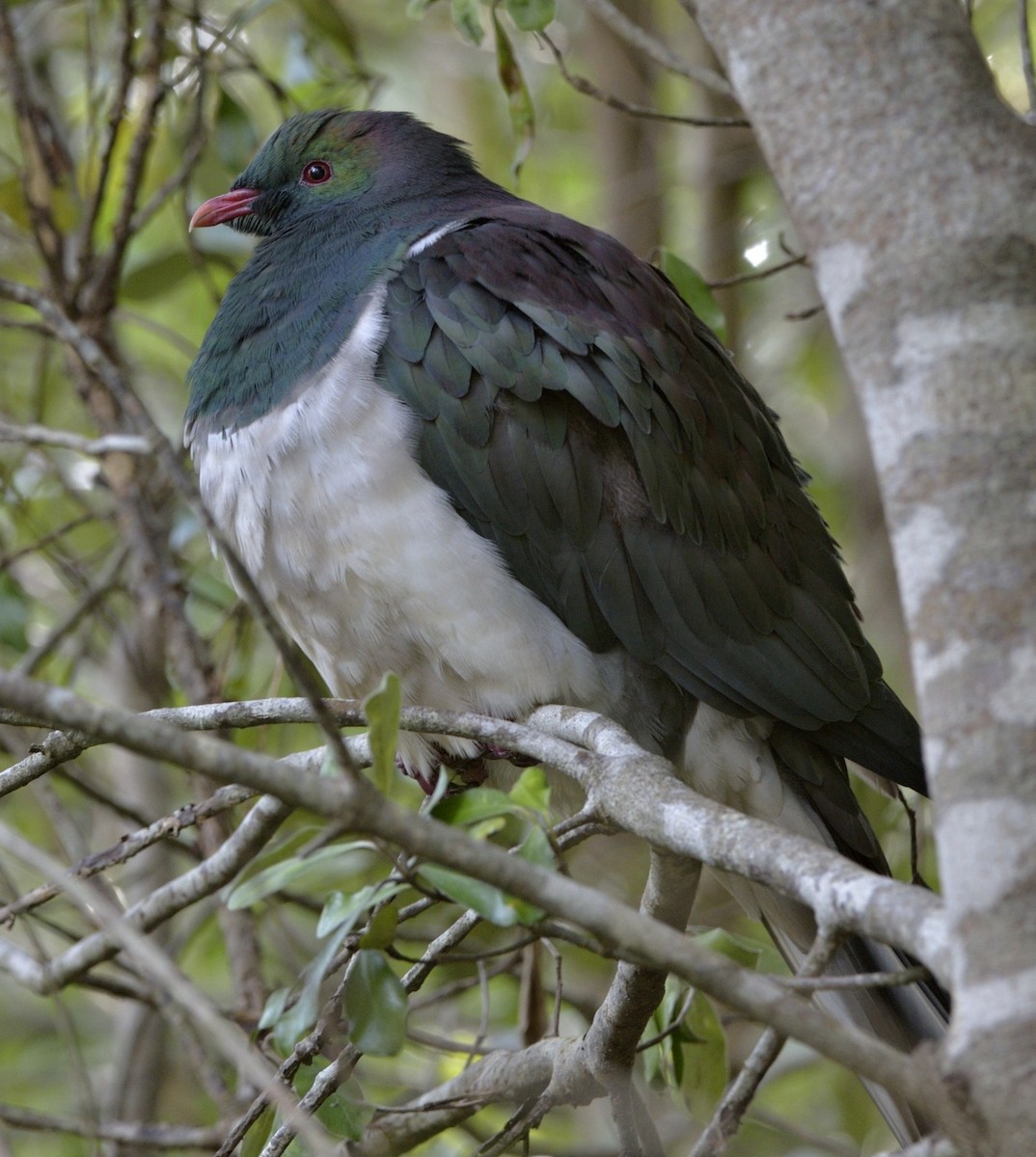 New Zealand Pigeon - ML204736191