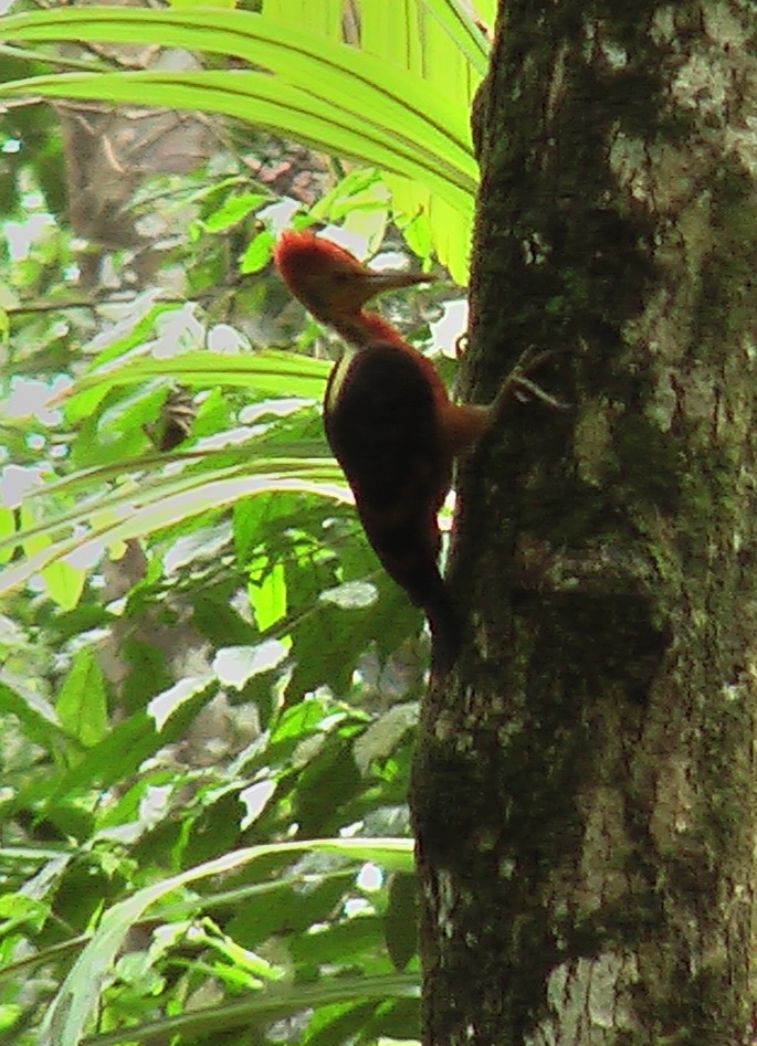 Orange-backed Woodpecker - Tomáš Grim