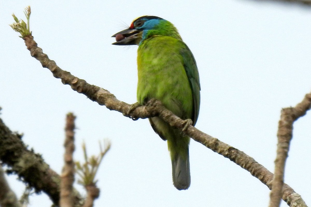 Indochinese Barbet - Klaus Lachenmaier