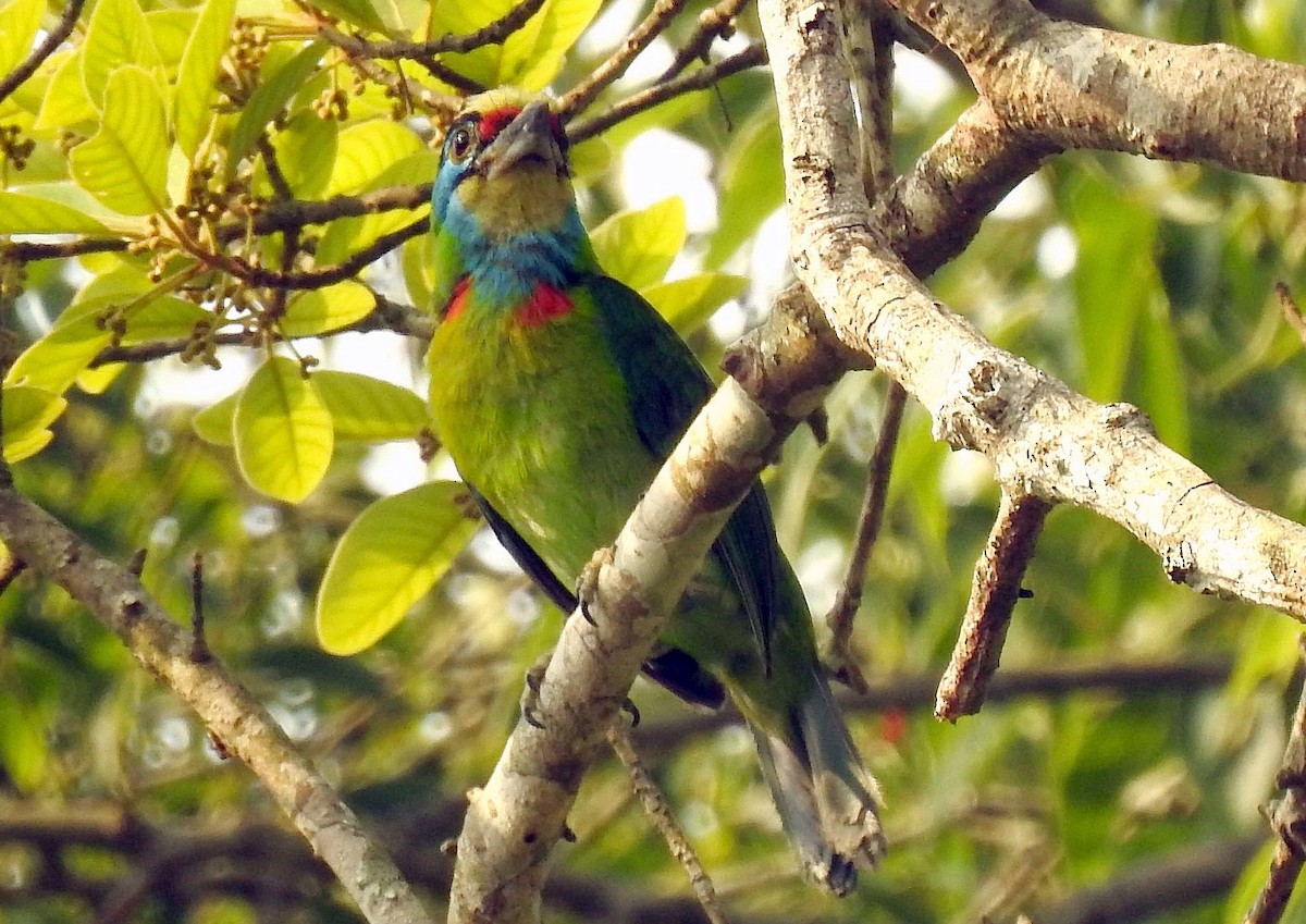 Indochinese Barbet - Klaus Lachenmaier