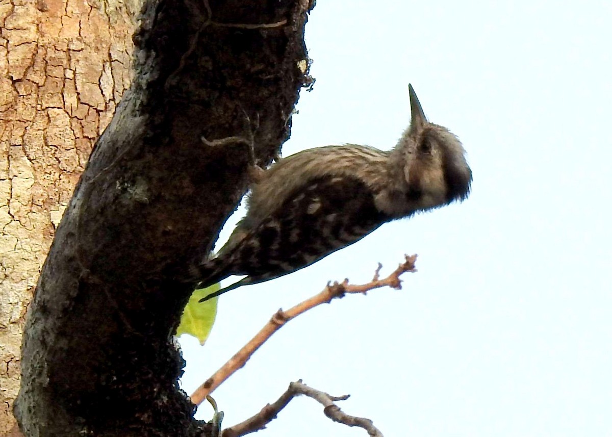 Gray-capped Pygmy Woodpecker - ML204737361