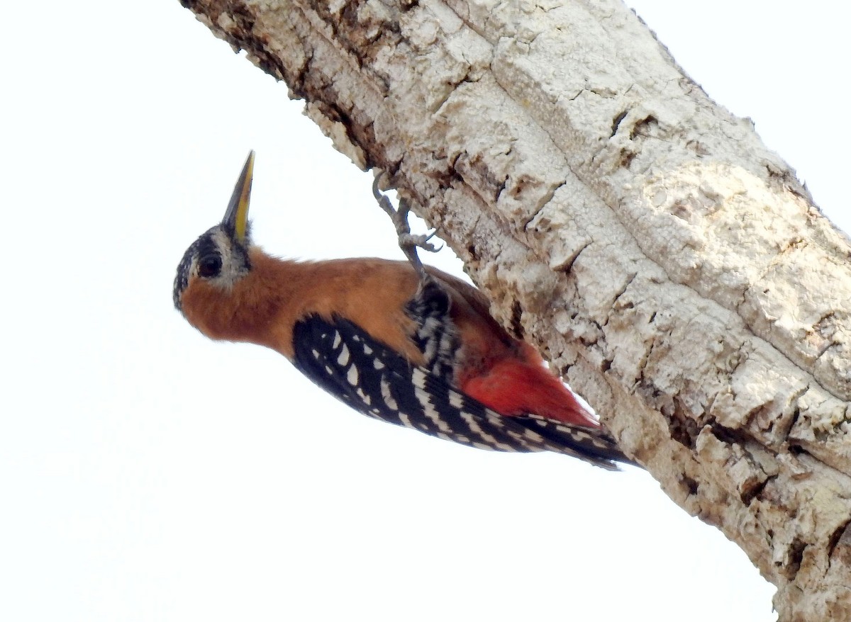 Rufous-bellied Woodpecker - ML204737371