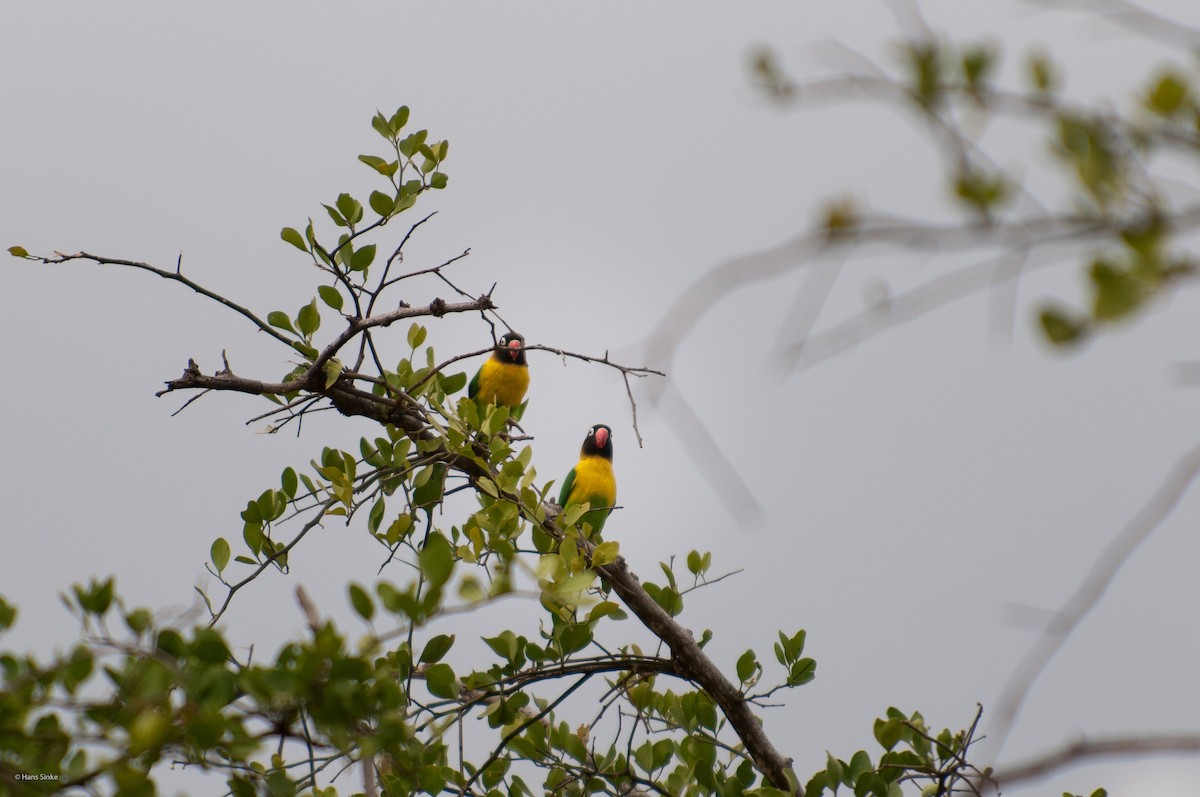 Yellow-collared Lovebird - Hans Sinke