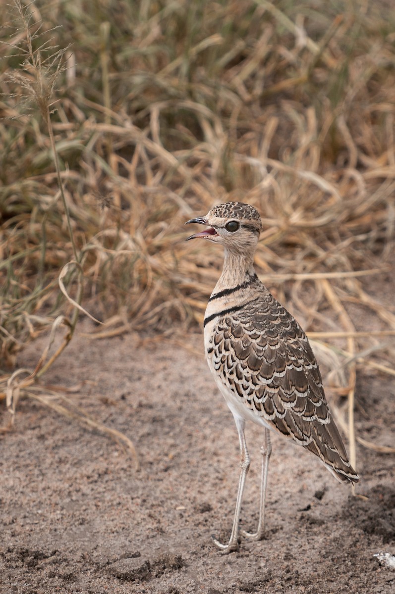 Double-banded Courser - ML204737611