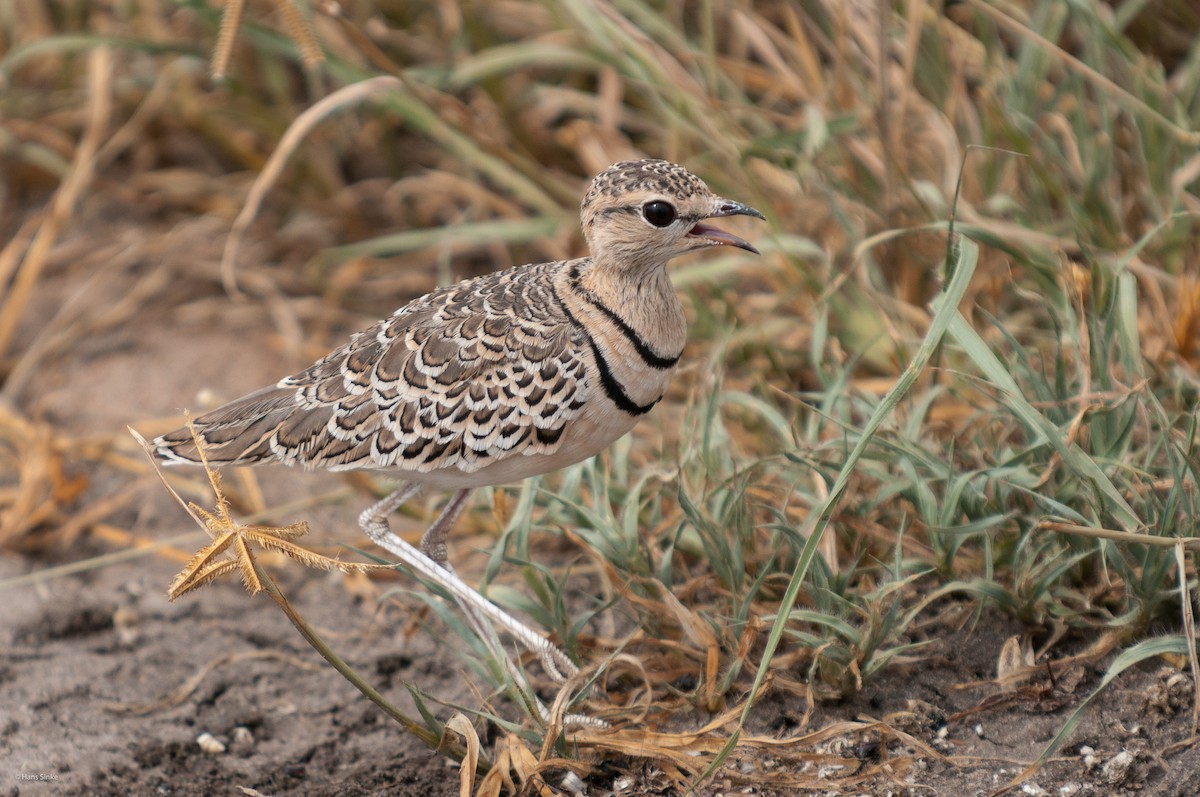 Double-banded Courser - ML204737621