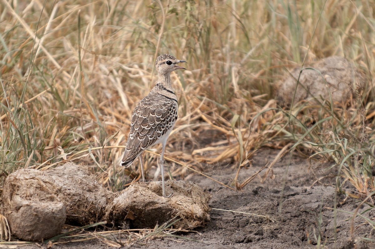 Double-banded Courser - ML204737631
