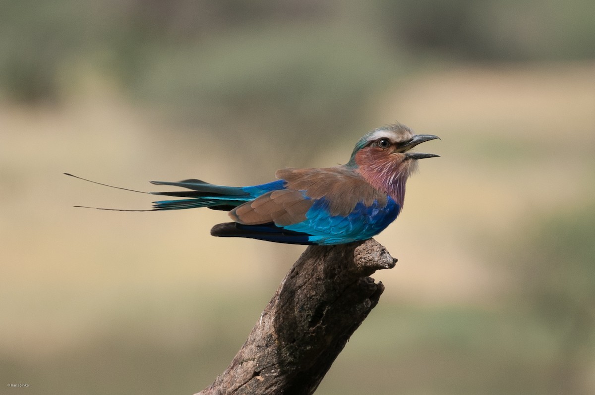 Lilac-breasted Roller (Lilac-breasted) - Hans Sinke