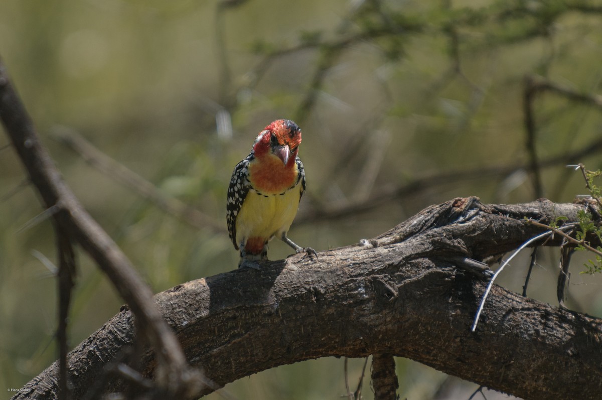 Red-and-yellow Barbet - ML204737781