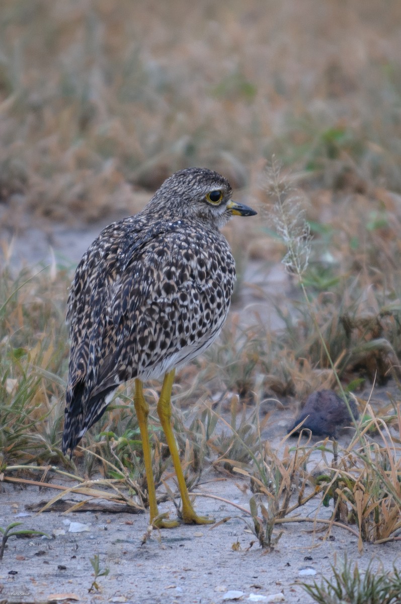 Spotted Thick-knee - Hans Sinke