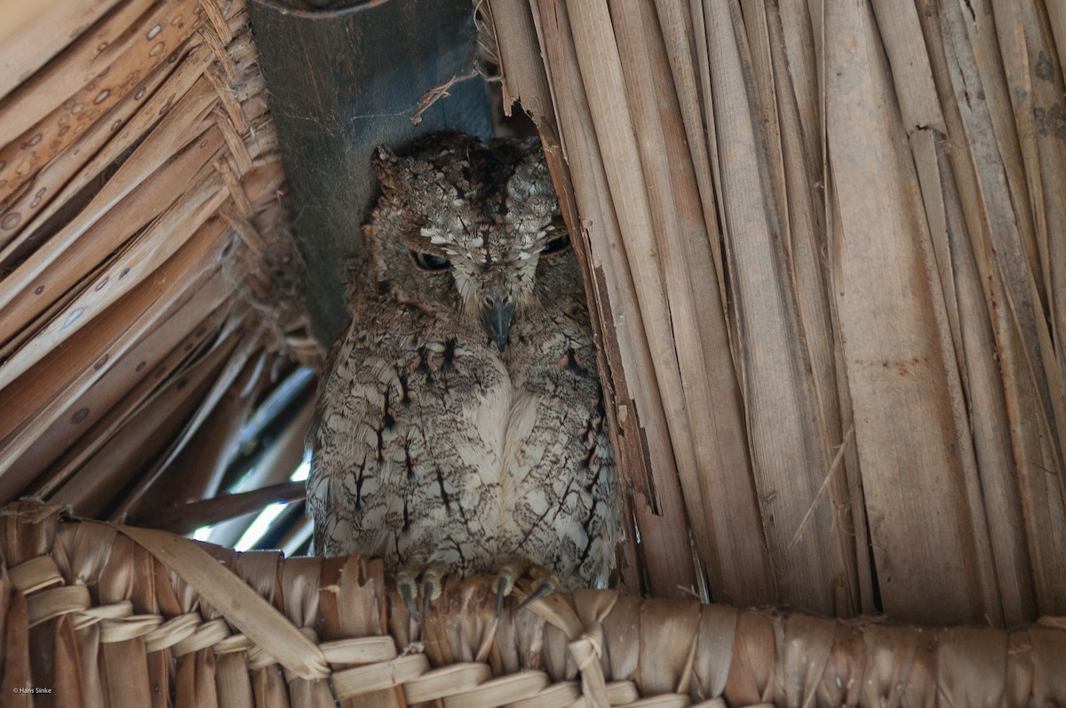 African Scops-Owl (African) - ML204737831