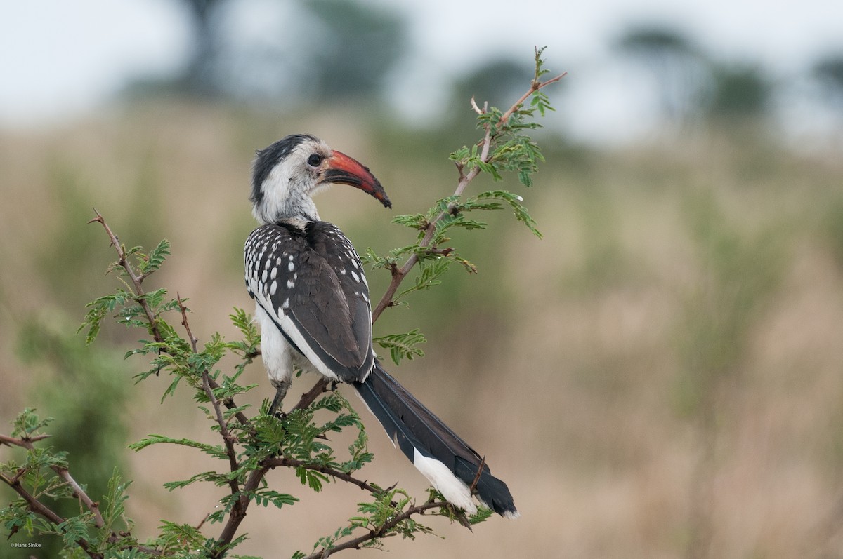 Northern Red-billed Hornbill - Hans Sinke