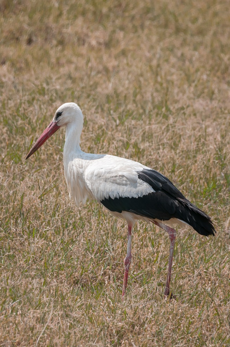 White Stork - Hans Sinke