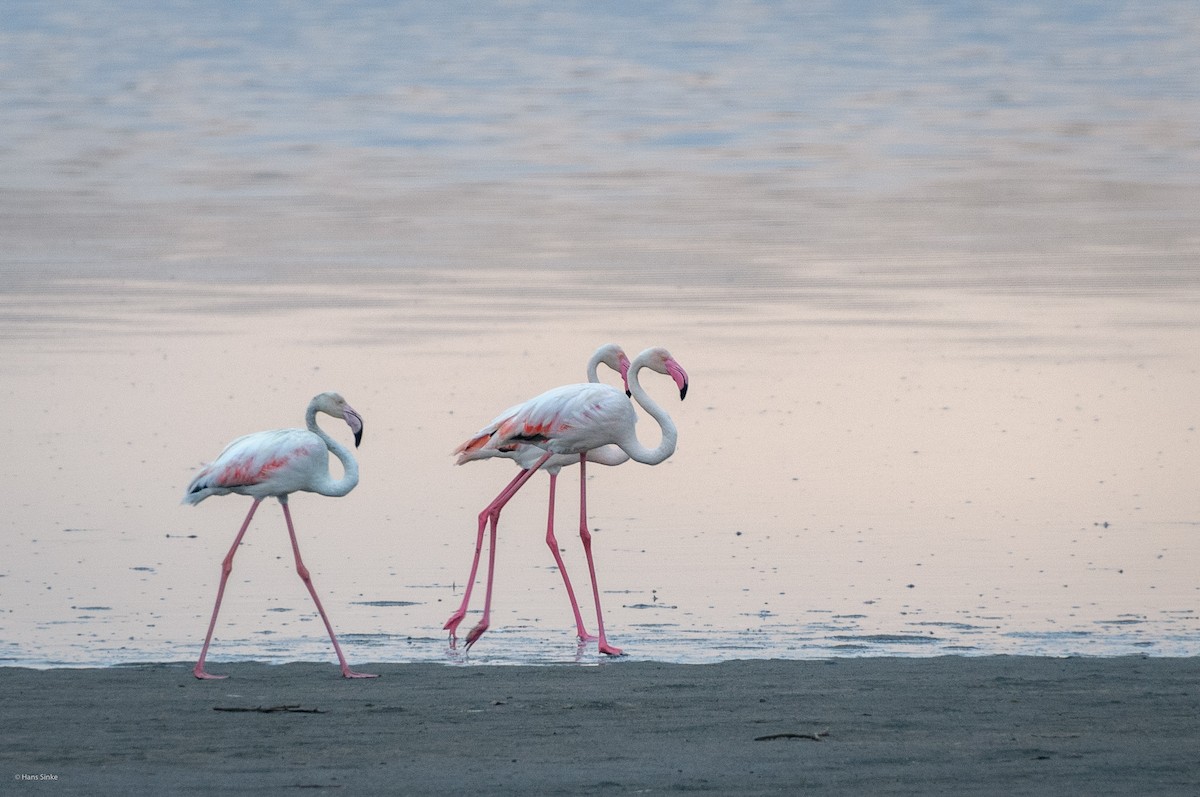 Greater Flamingo - ML204738051