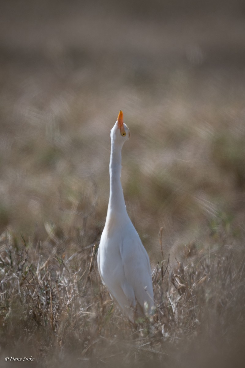 Western Cattle Egret - Hans Sinke