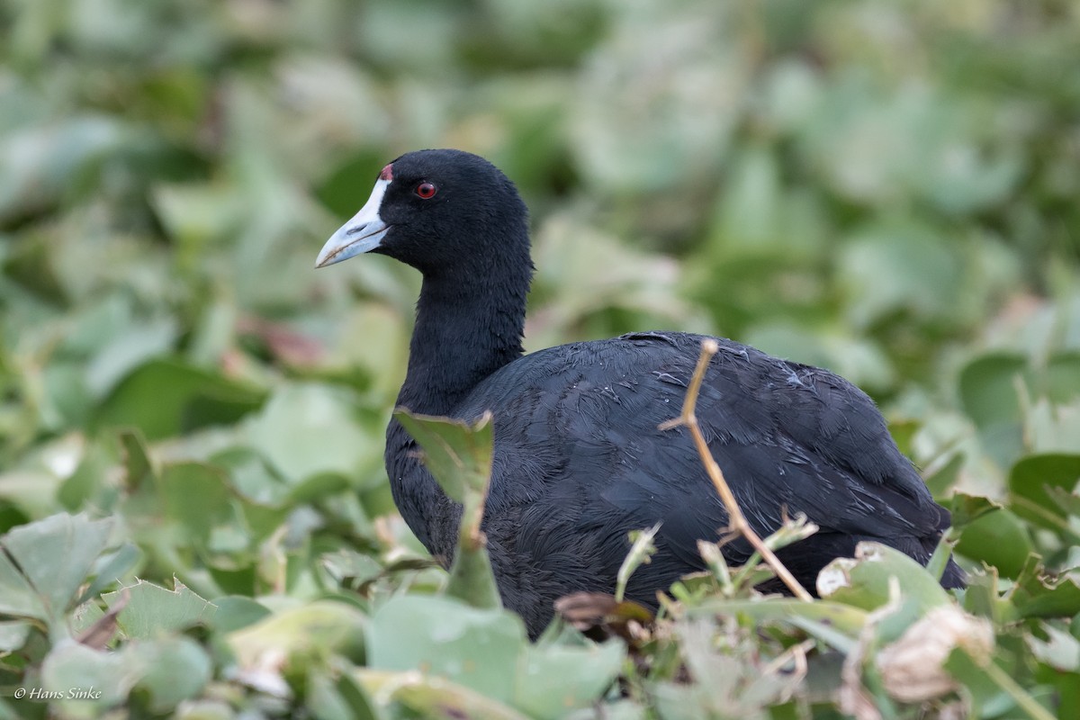 Red-knobbed Coot - ML204738221