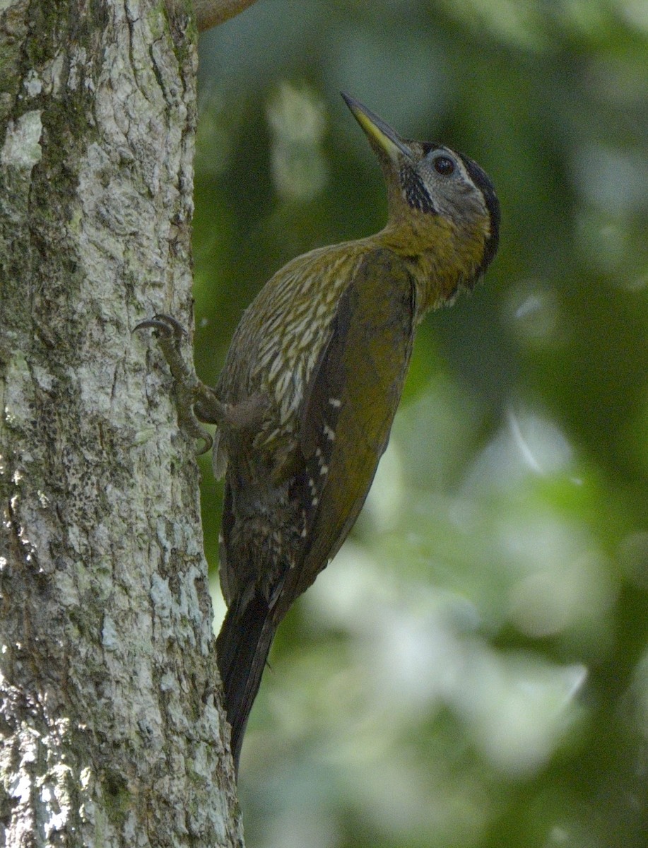 Laced Woodpecker - ML204738411