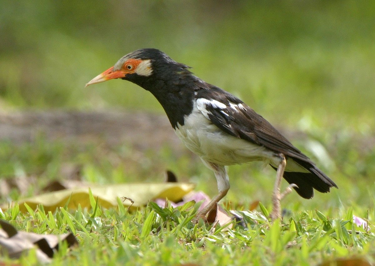 Asian Pied Starling (Asian) - ML204738481