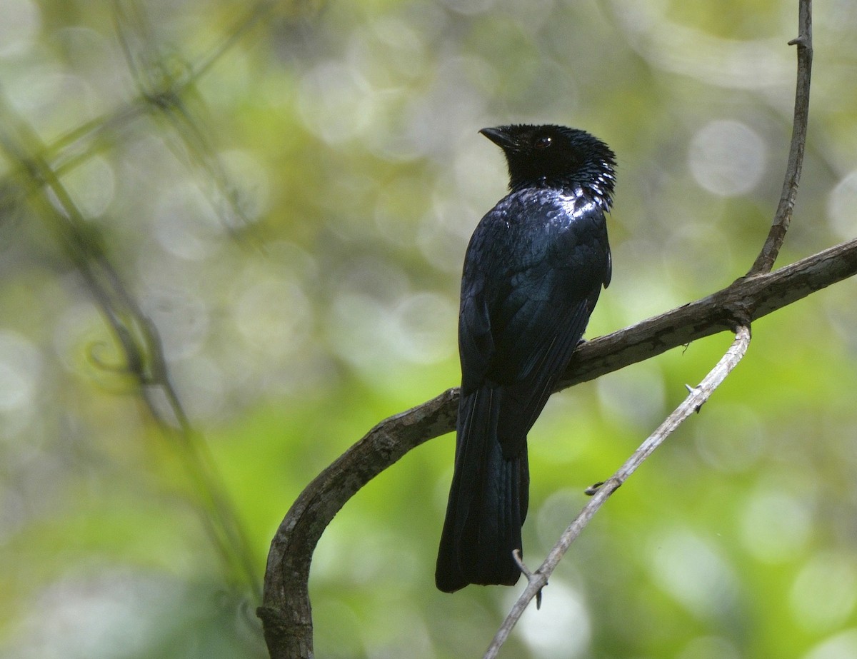 Lesser Racket-tailed Drongo - ML204738571