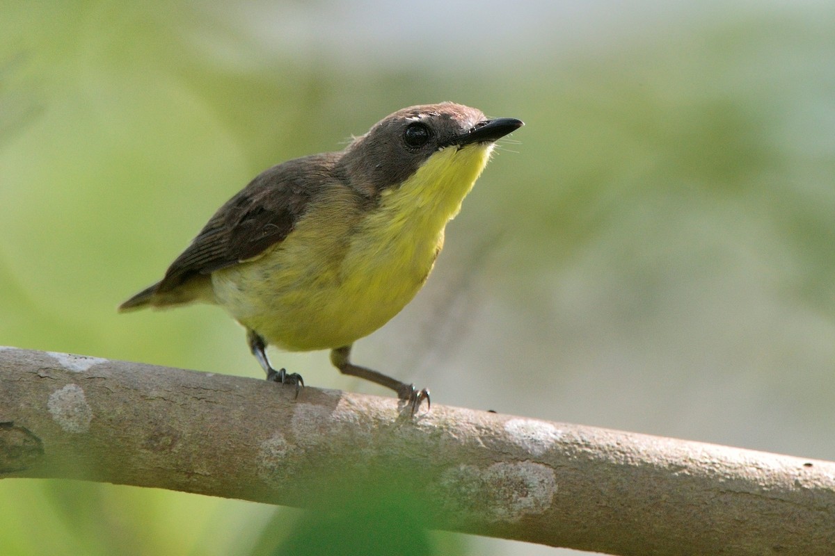 Golden-bellied Gerygone - Tomáš Grim