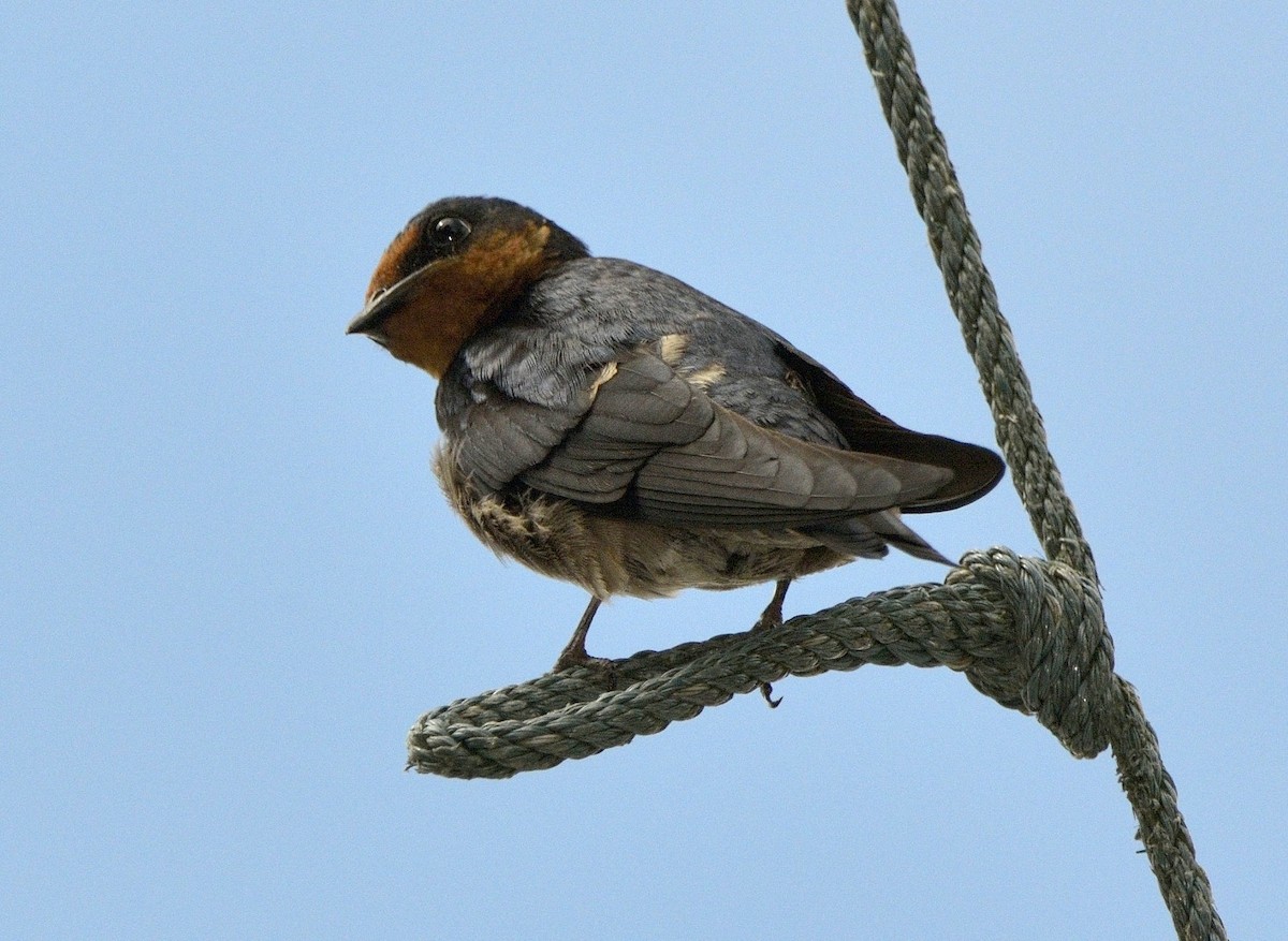Pacific Swallow (Pacific) - Tomáš Grim