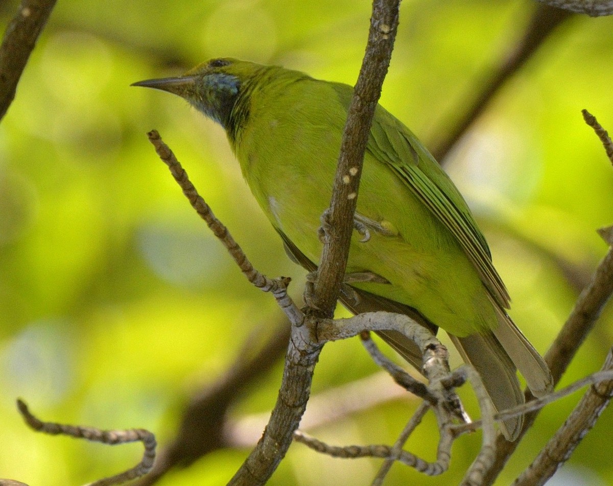 Lesser Green Leafbird - Tomáš Grim