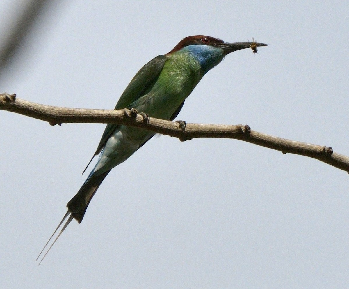 Blue-throated Bee-eater - ML204738721