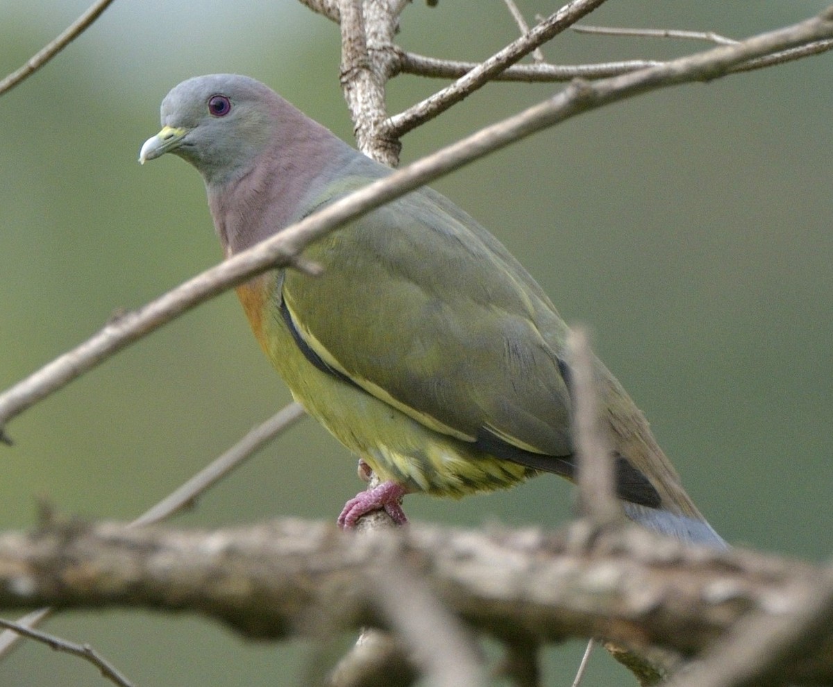 Pink-necked Green-Pigeon - Tomáš Grim