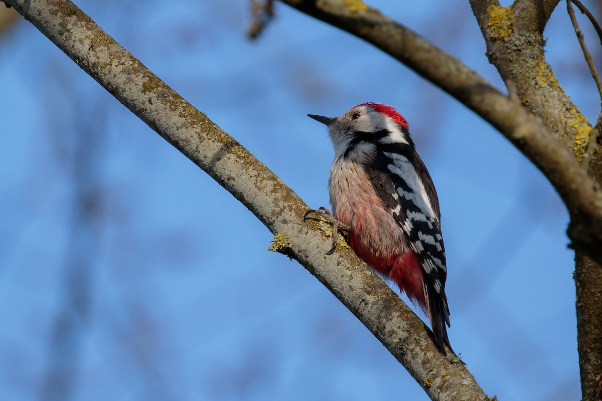 Middle Spotted Woodpecker - ML204739091