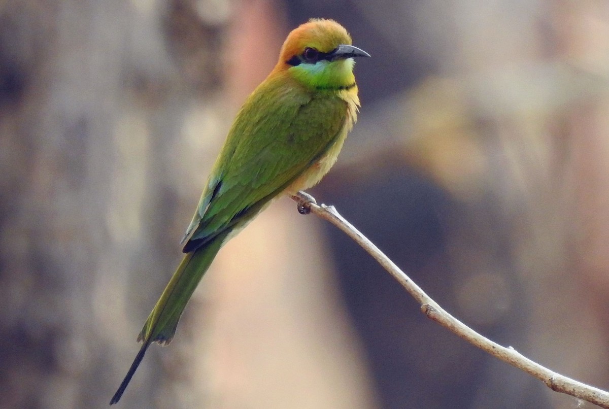 Asian Green Bee-eater - Klaus Lachenmaier