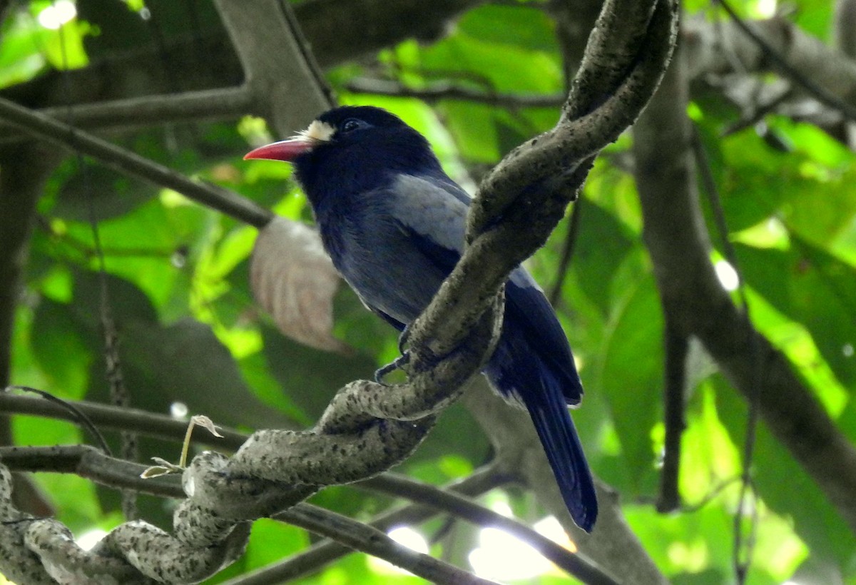 White-fronted Nunbird (Pale-winged) - Klaus Lachenmaier