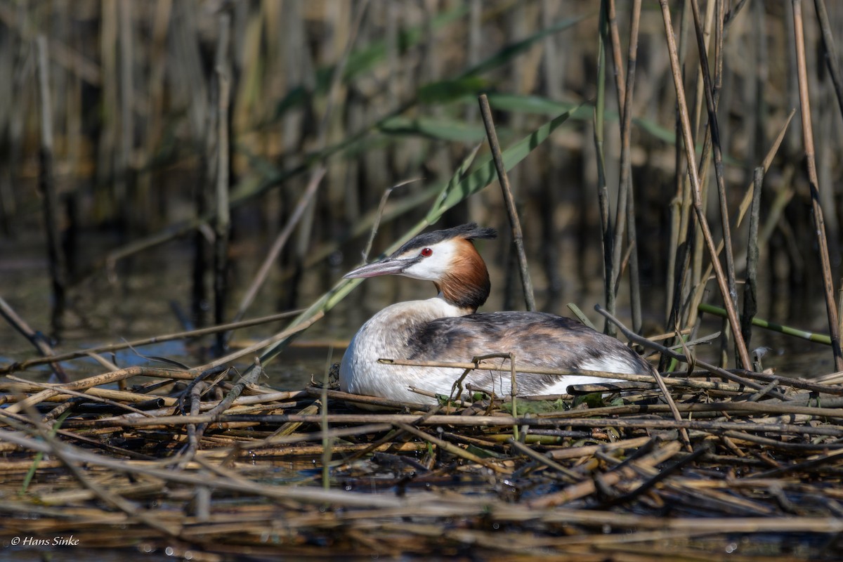 Great Crested Grebe - ML204740091