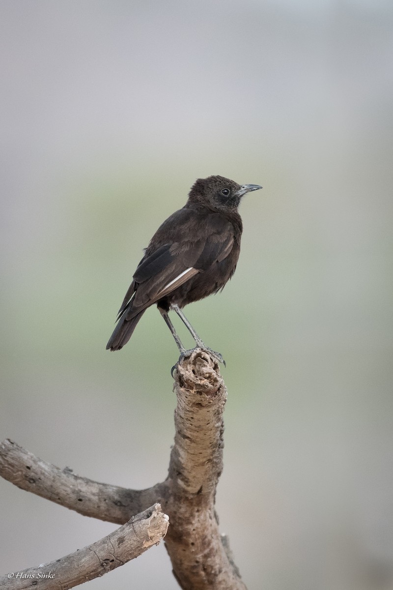 Northern Anteater-Chat - ML204740201
