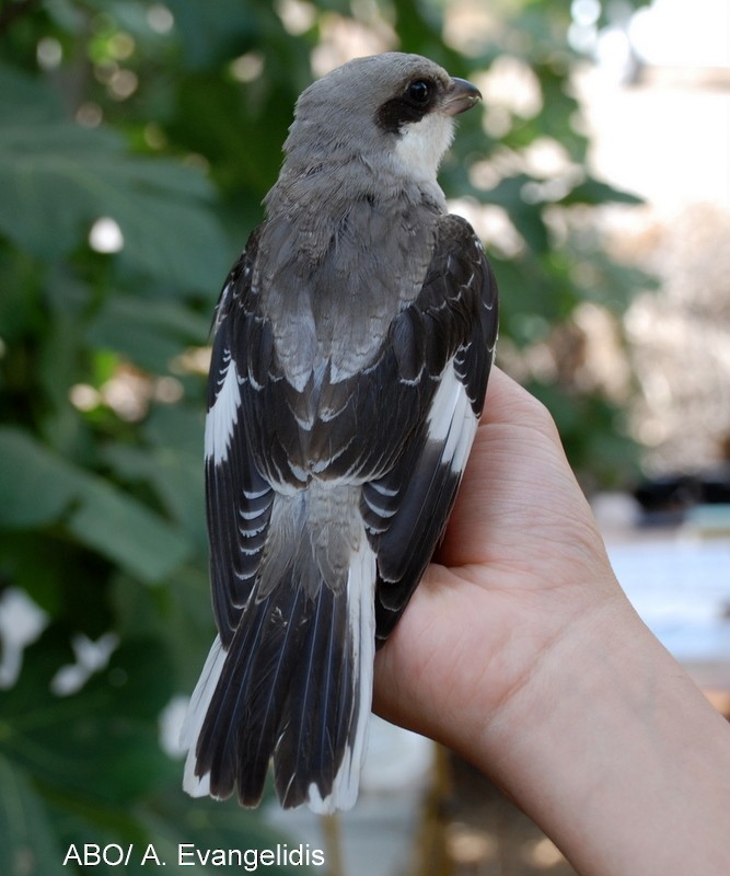 Lesser Gray Shrike - Angelos Evangelidis
