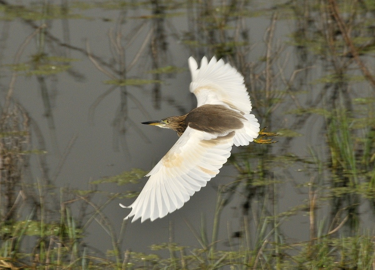 Indian Pond-Heron - Tomáš Grim