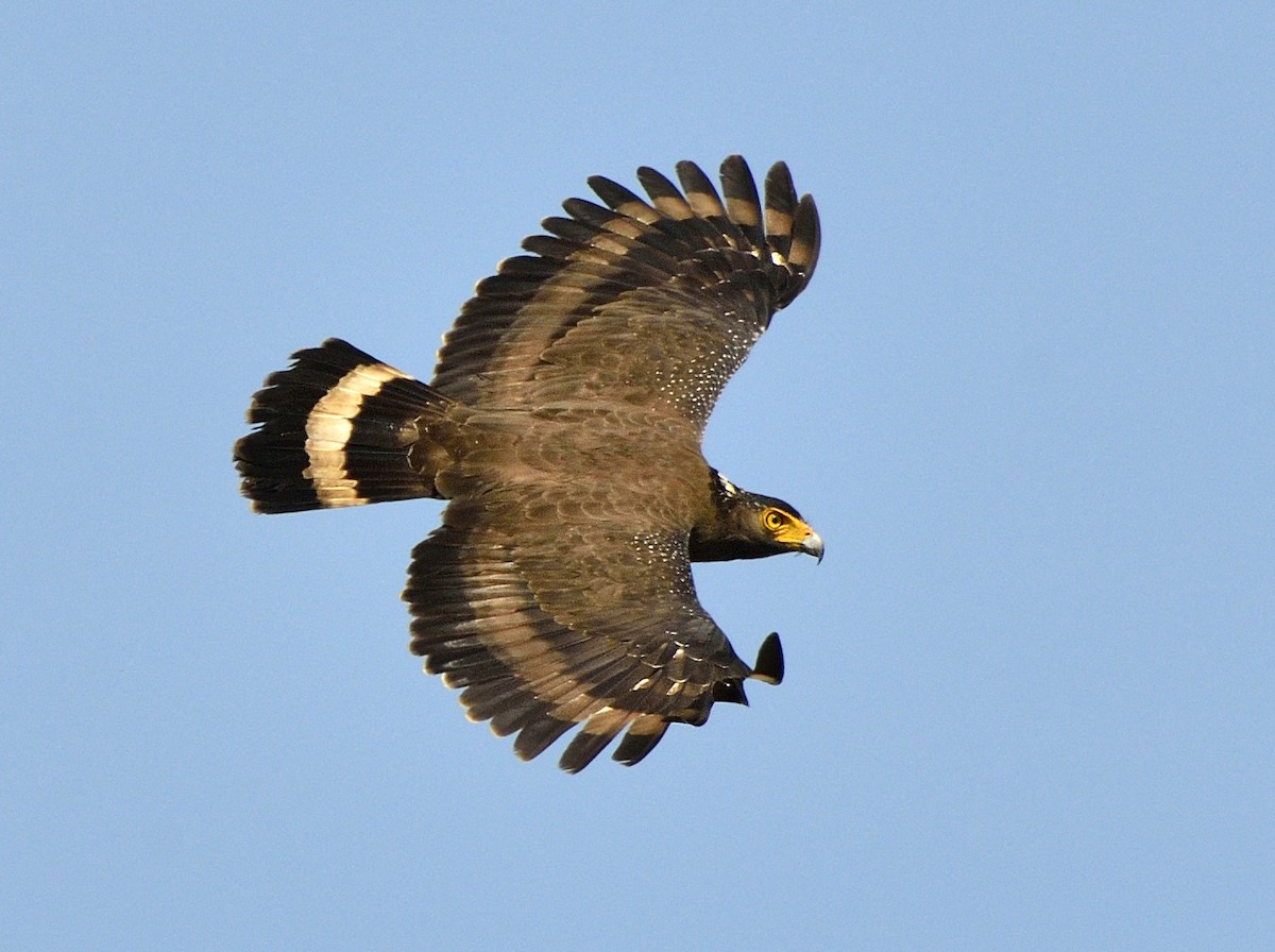 Crested Serpent-Eagle - ML204740971