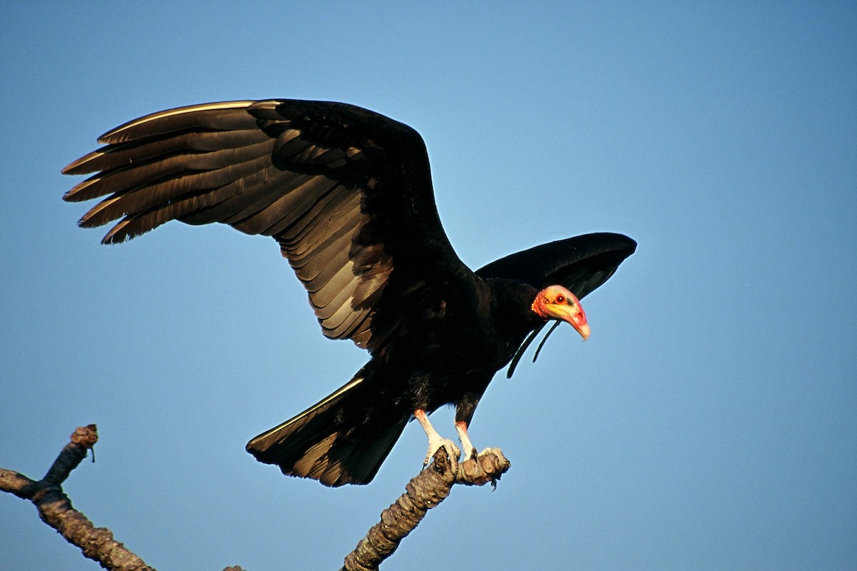 Lesser Yellow-headed Vulture - ML204741101