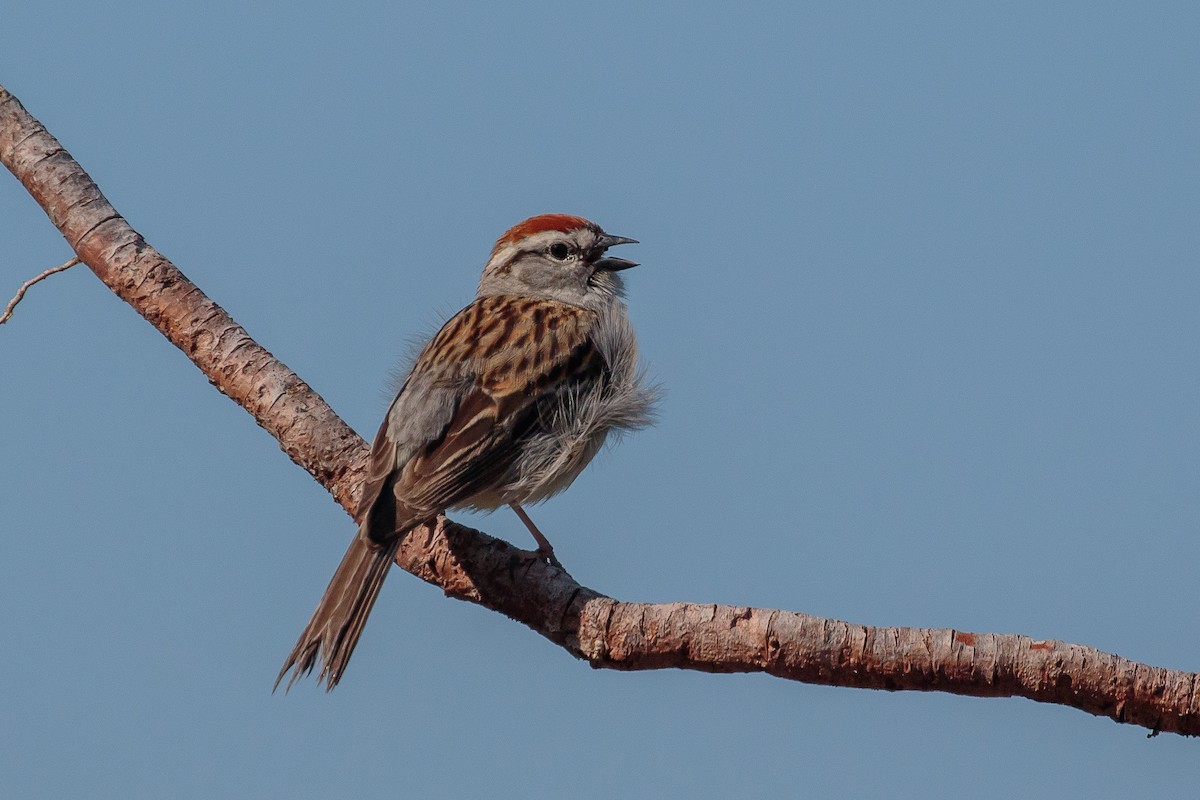 Chipping Sparrow - Martin  Flack