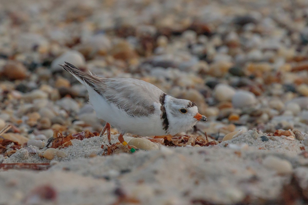 Piping Plover - ML204741521
