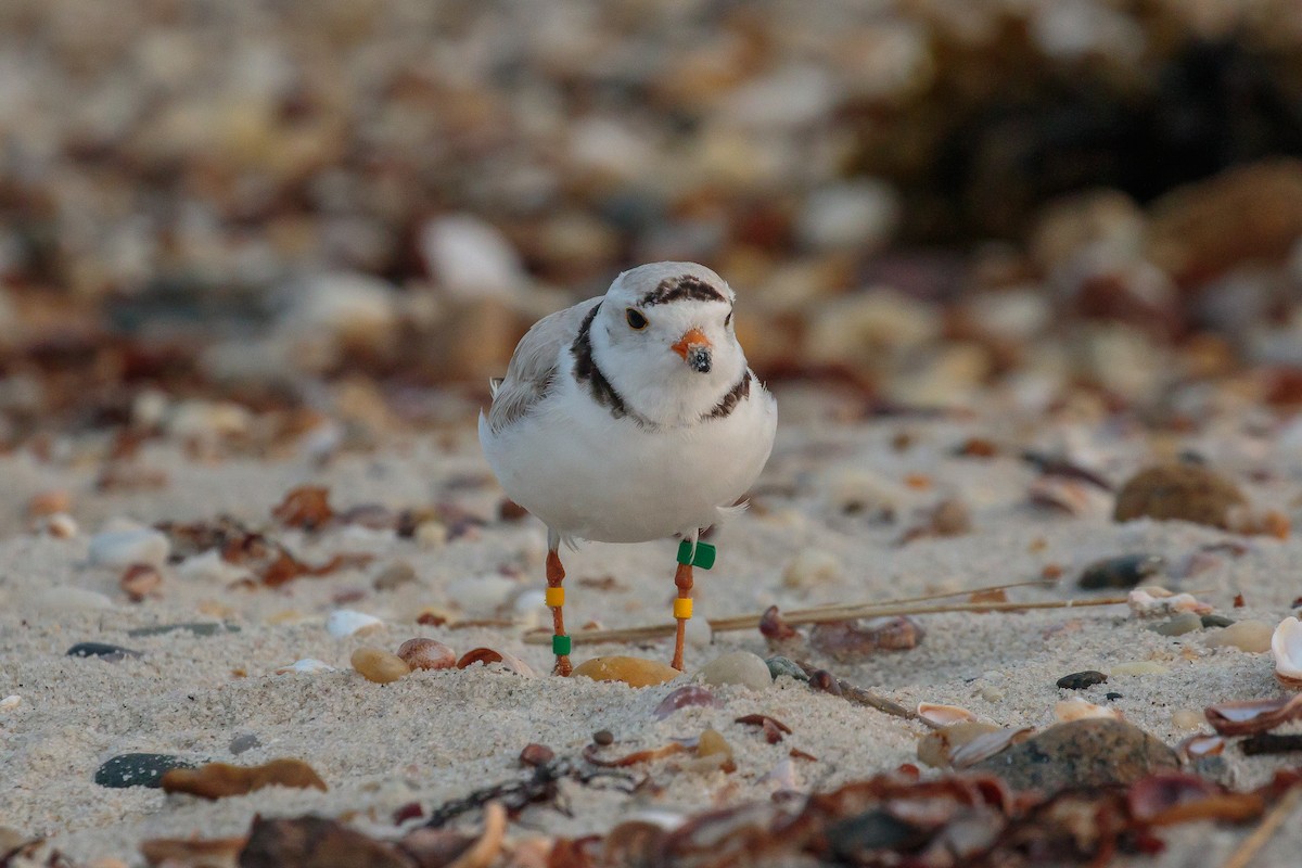 Piping Plover - ML204741531