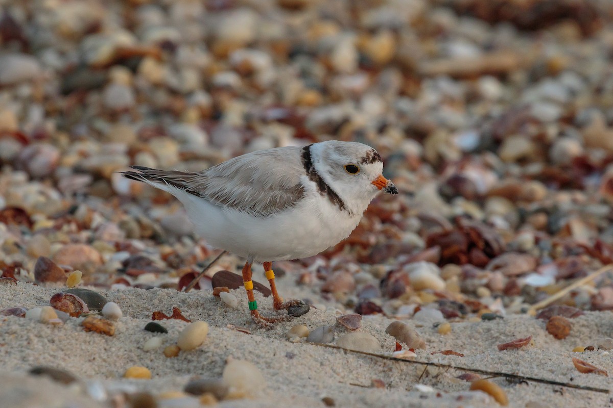 Piping Plover - ML204741541