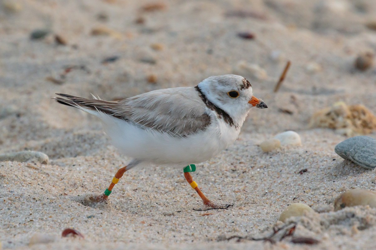 Piping Plover - ML204741551