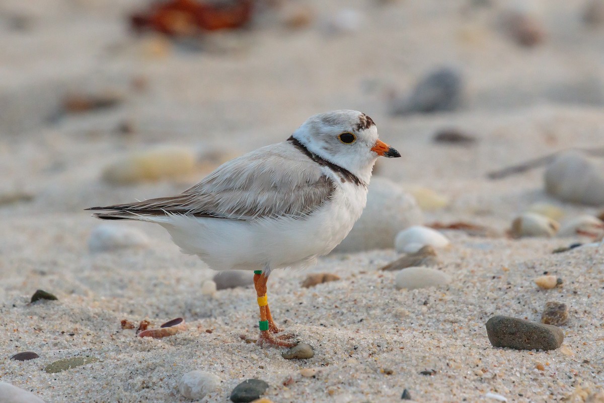 Piping Plover - ML204741561