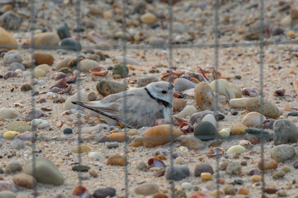 Piping Plover - ML204741571