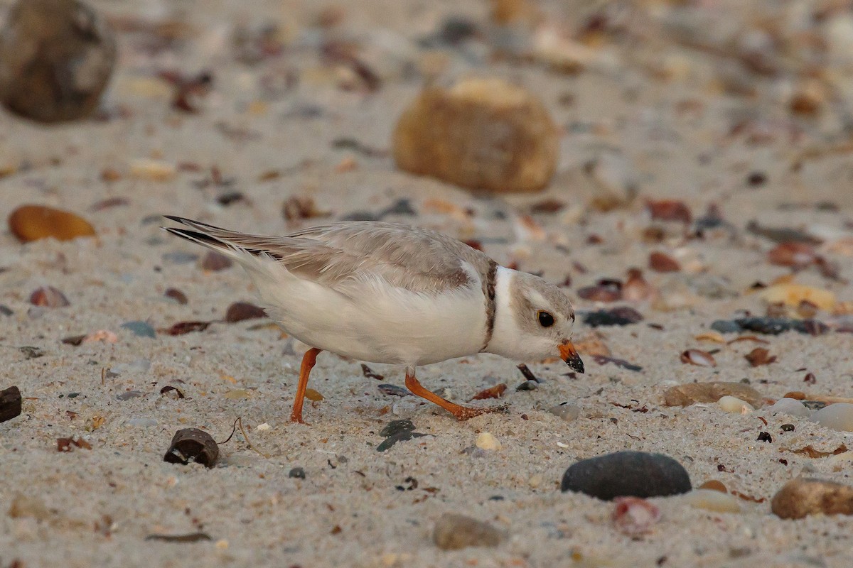Piping Plover - ML204741581