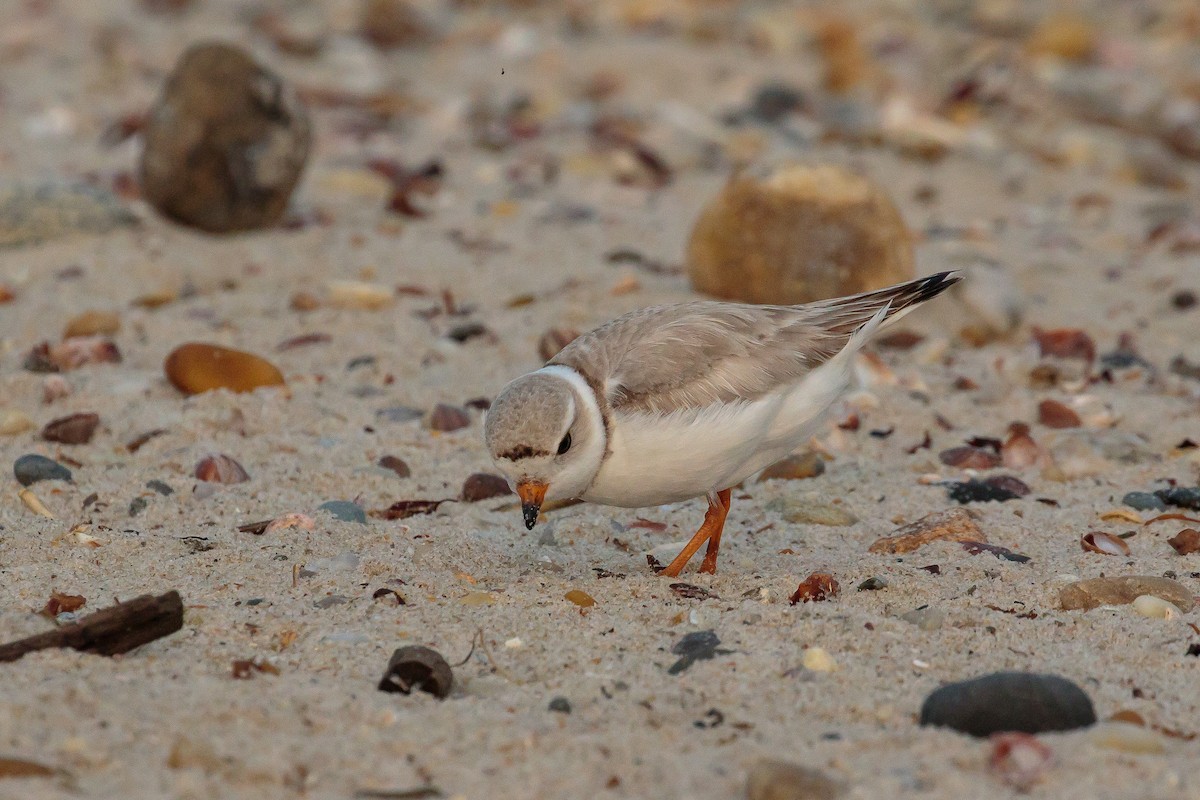 Piping Plover - Martin  Flack