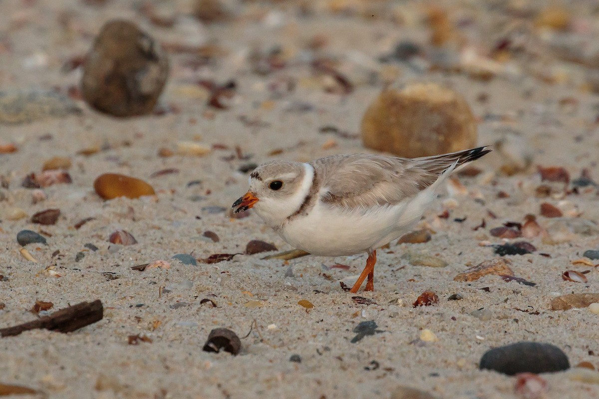 Piping Plover - ML204741601