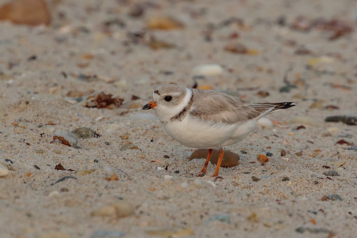 Piping Plover - ML204741611