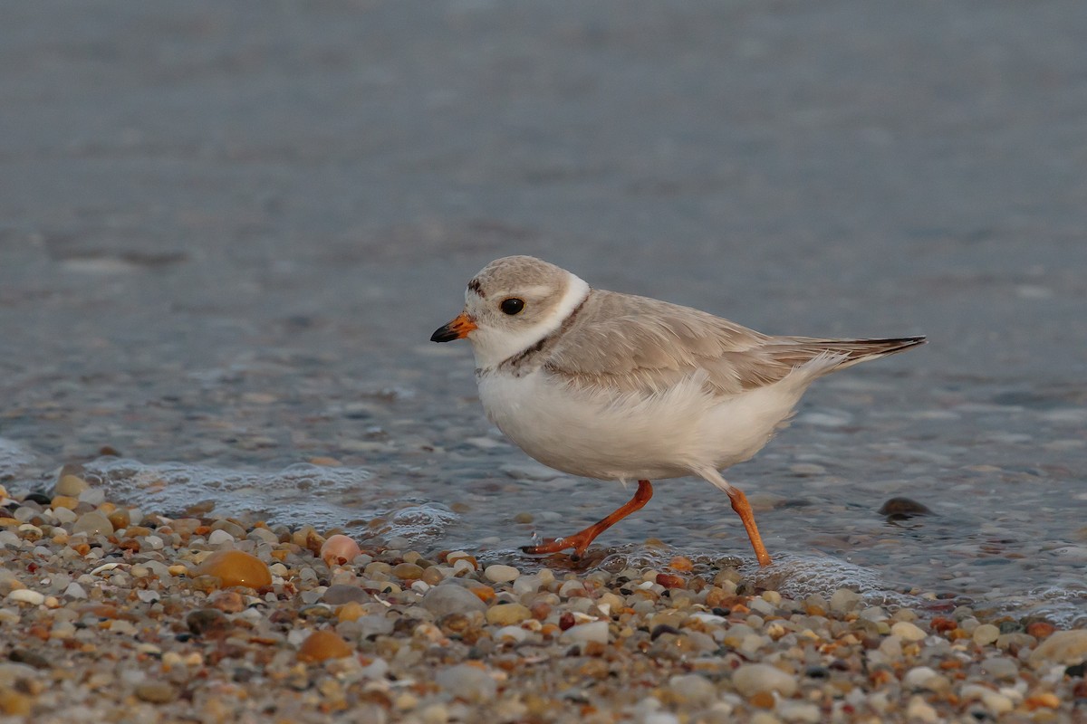 Piping Plover - Martin  Flack