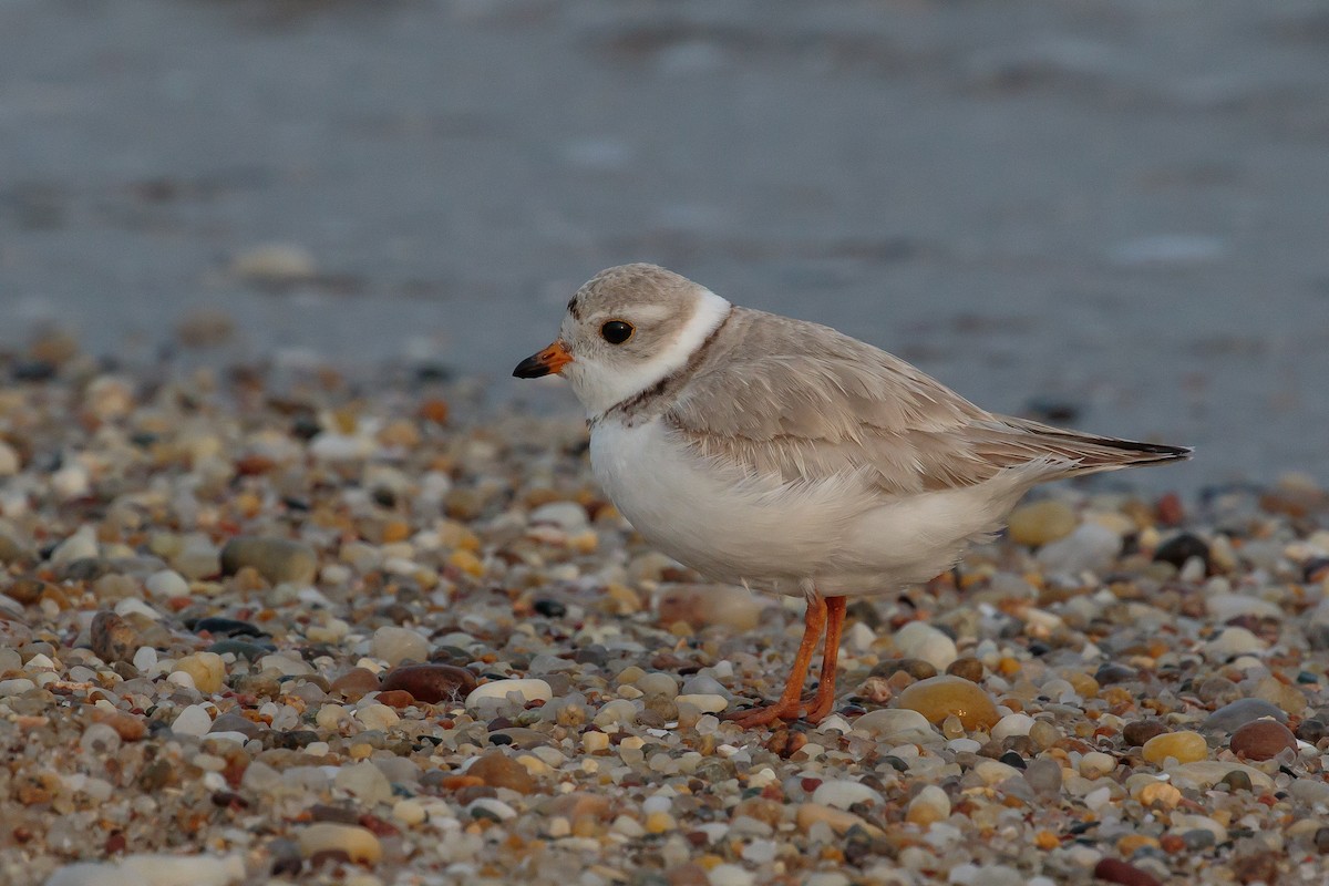 Piping Plover - ML204741631