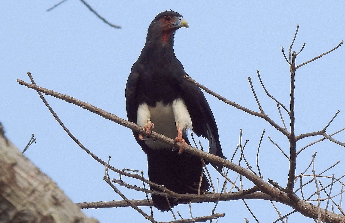 Red-throated Caracara - Klaus Lachenmaier